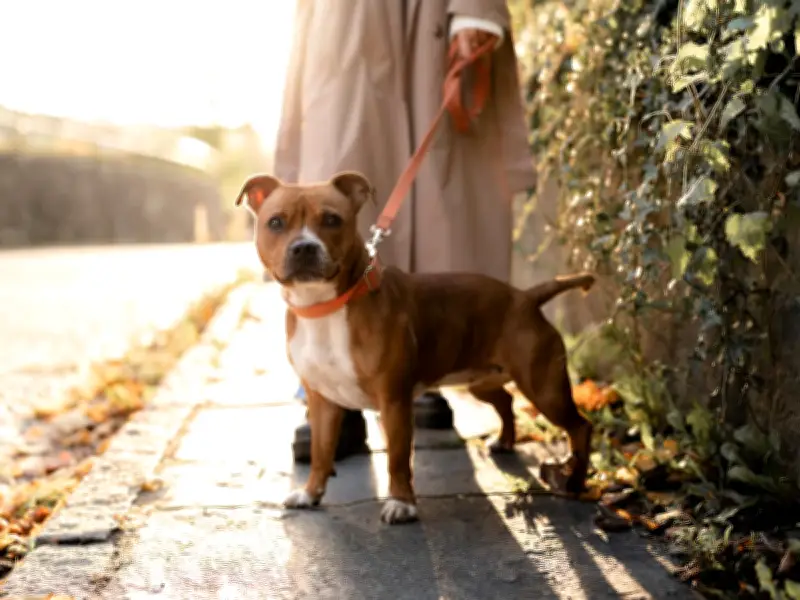 Dog Walking Heatstroke Risk Starts at 20C, Experts Warn UK Owners