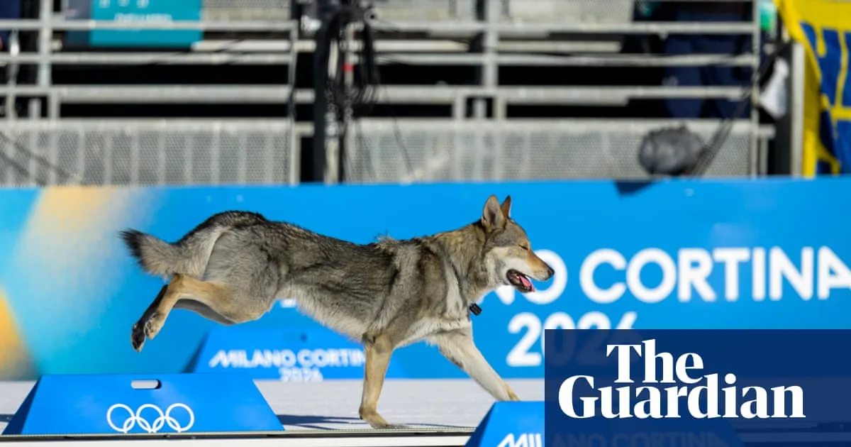 Very Good Dog Invades Cross-Country Course at Winter Olympics
