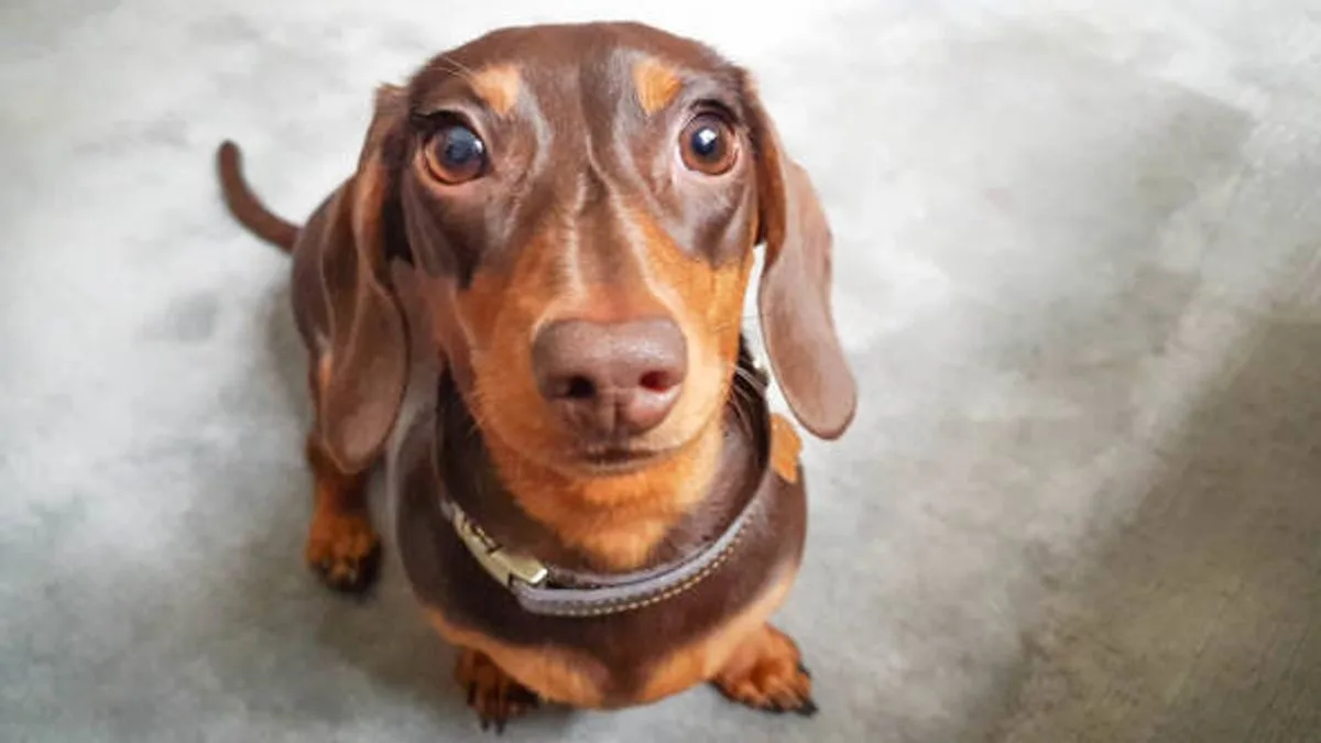 Dog's Priceless Reaction to George Michael's 'Careless Whisper' Goes Viral