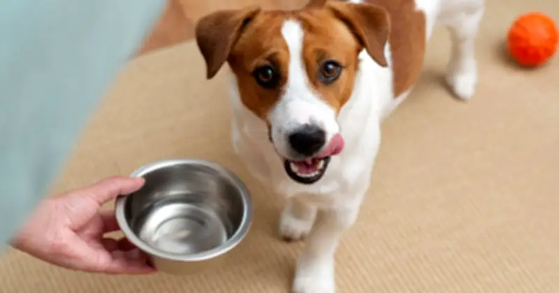 Dogs Trust: Never Force Dogs to Drink Water During 37C UK Heatwave