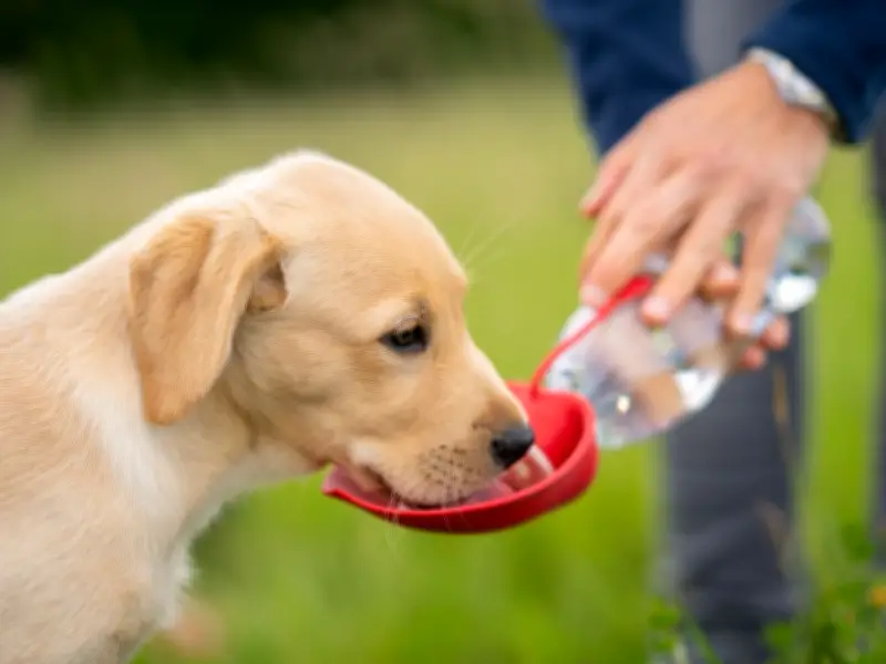 Dogs Trust Warns Against Forcing Dogs to Drink Water in Heatwave
