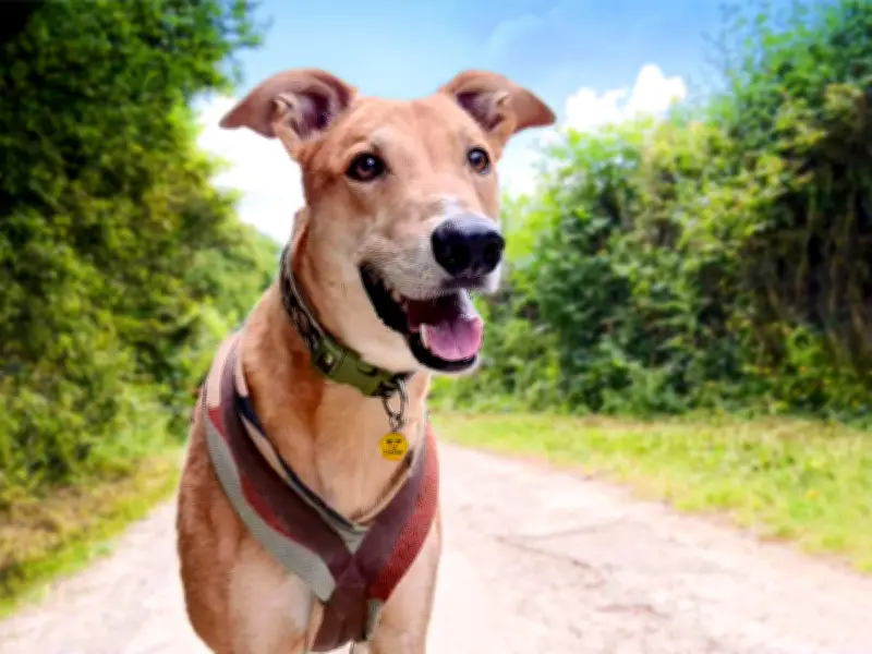 Dogs Trust West Calder Warns of Scorching Pavements During Hot Weather