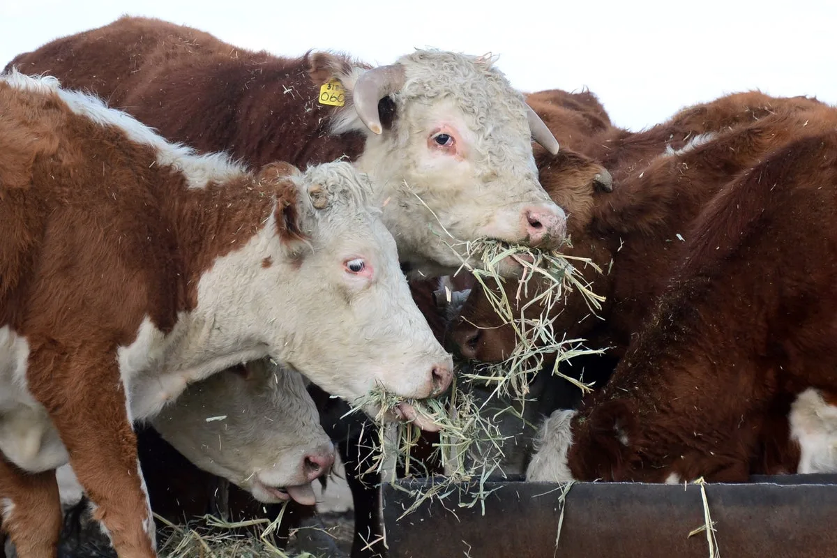 US Justice Department Investigates Beef Industry Amid Record High Prices