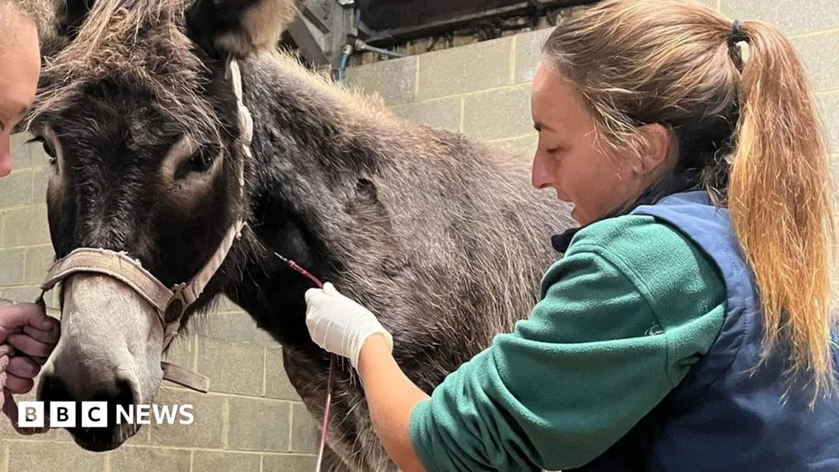 Isle of Wight Donkey Saved by Rare Blood Transfusions from Fellow Donkeys