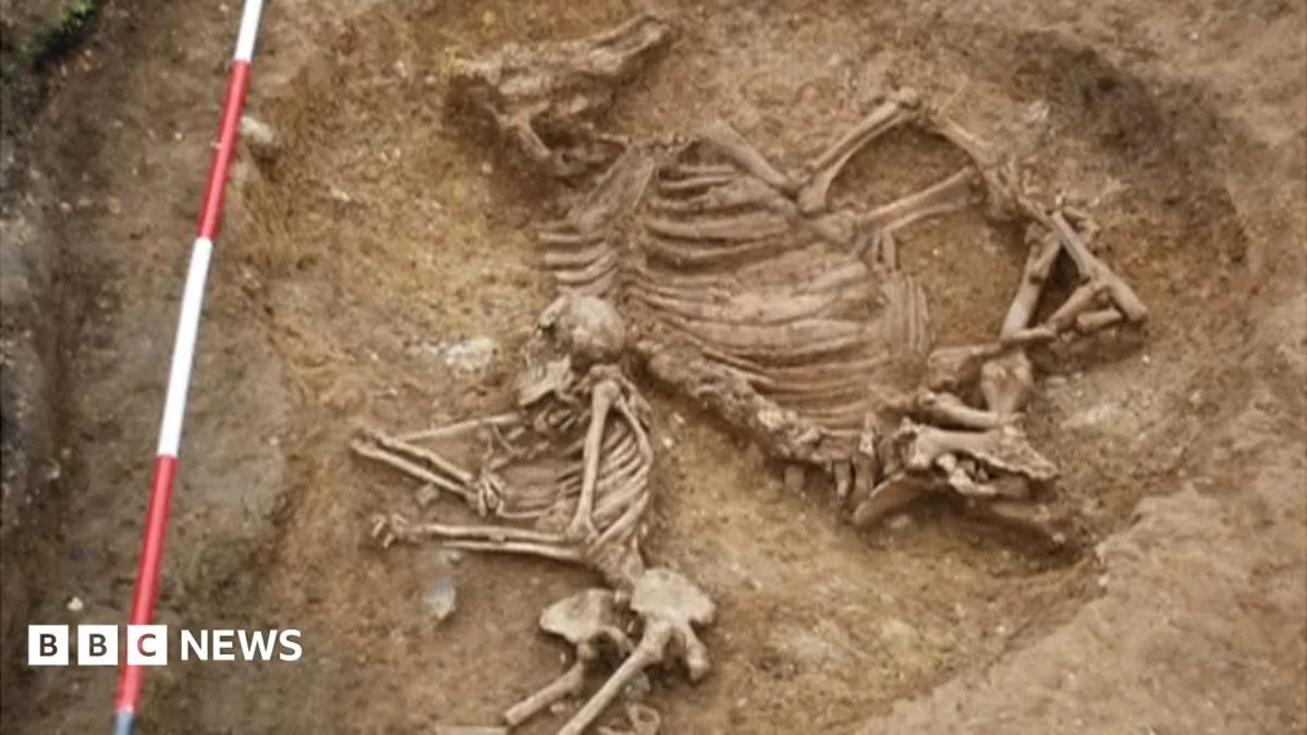 Anglo-Saxon Woman Buried with Cow in 'Genuinely Bizarre' Cambridgeshire Find