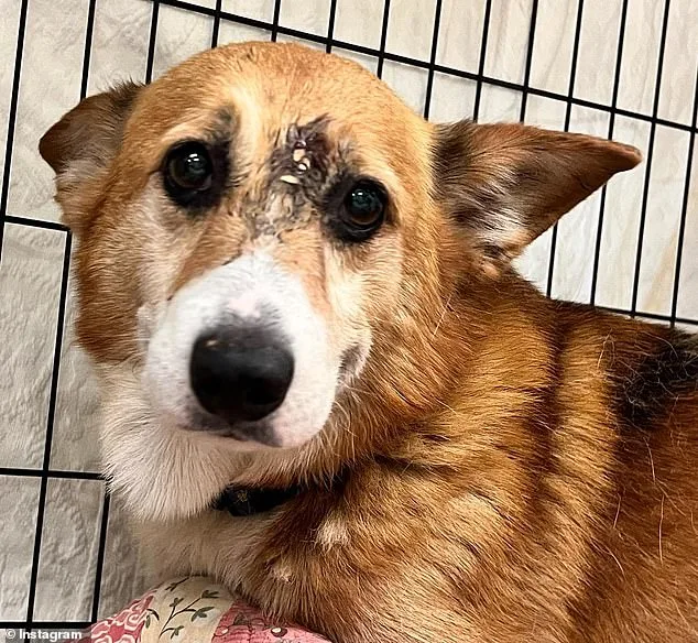 Miracle Corgi Survives Gunshot to the Head, Crawls to Safety