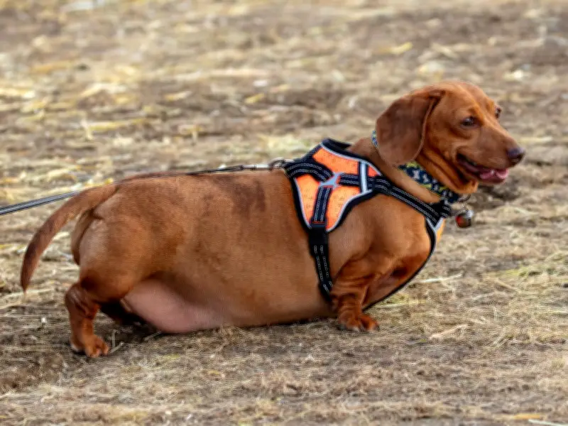 Edinburgh Named UK Dog Obesity Capital with 86% Overweight Pets