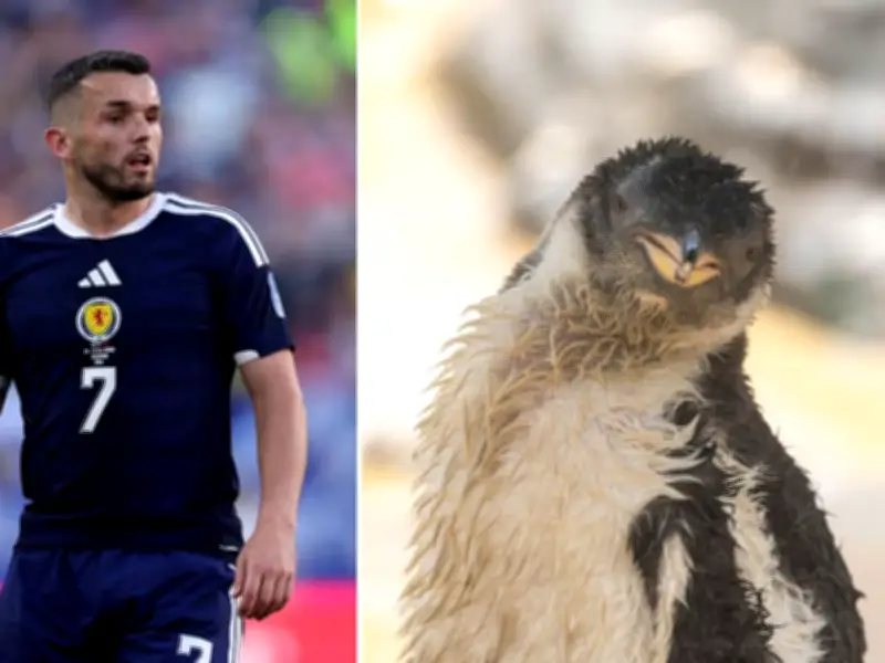 Edinburgh Zoo Names Penguin Chick After Scotland Hero John McGinn