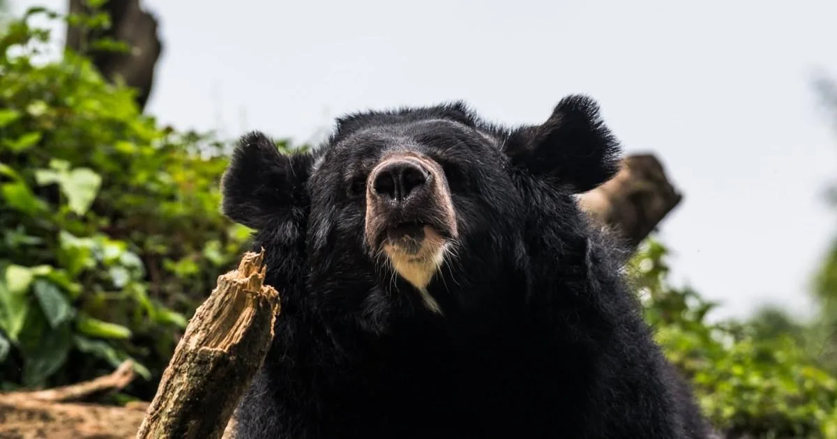Elderly Mushroom Picker Killed in Bear Attack in Japan