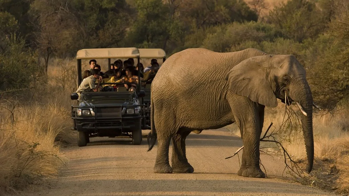 British Tourists Killed by Charging Elephant in Zambia Safari Walk