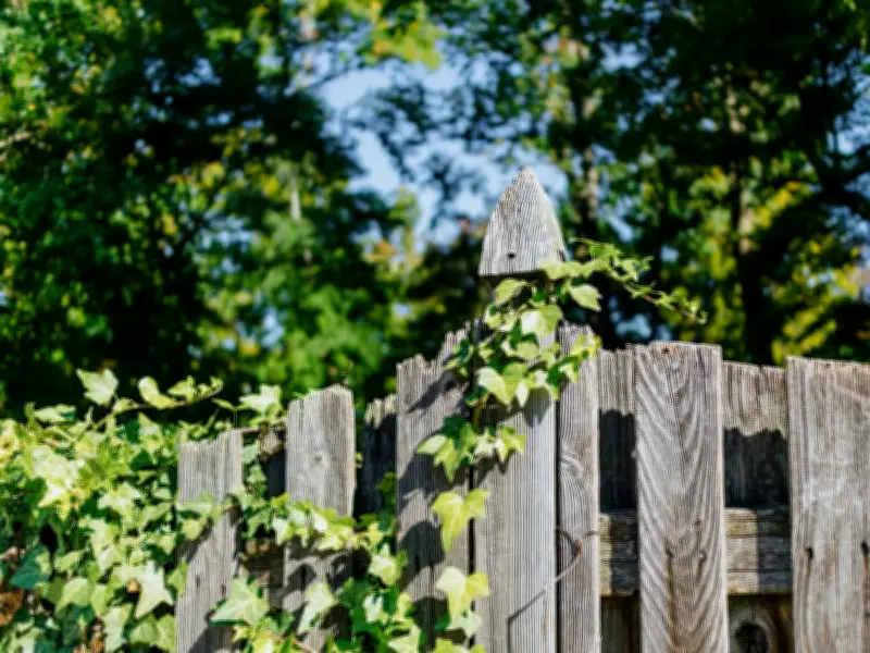 English Ivy Removal: 3 Natural Methods to Stop Regrowth Permanently