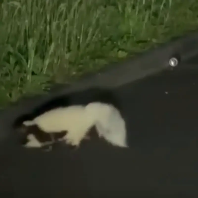 Escaped Pet Skunk Spotted on Road Near Scottish Village