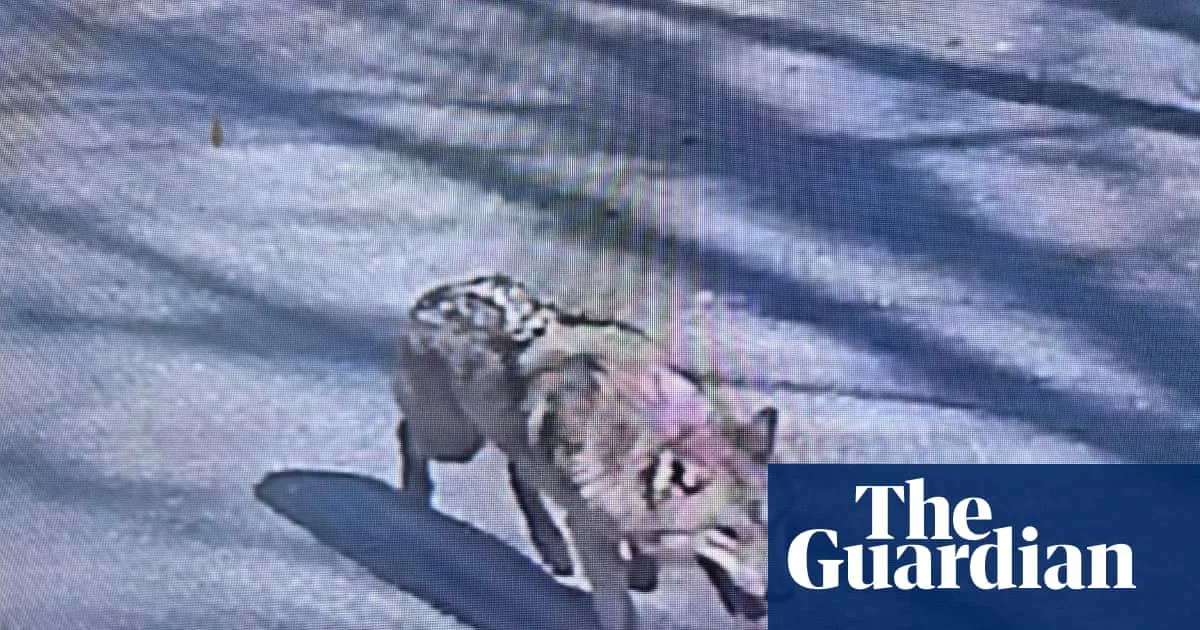 Escaped Wolf Safely Returned to South Korean Zoo After Hunt