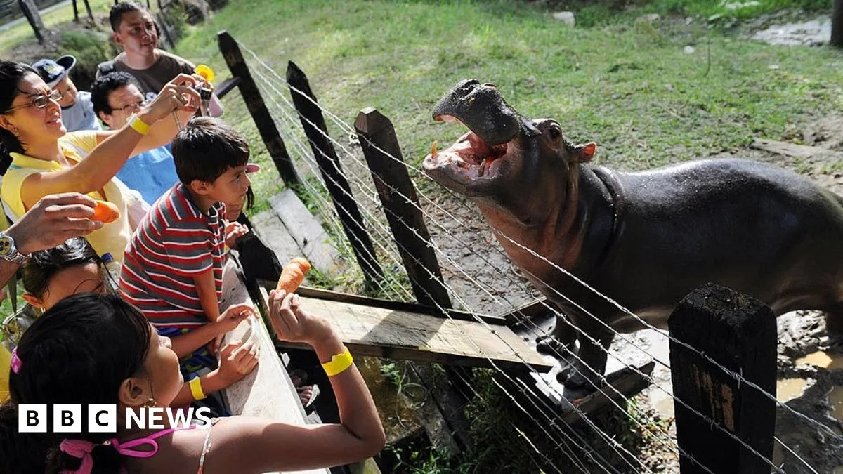 Escobar's Hippos Plague Colombia's Ecosystem