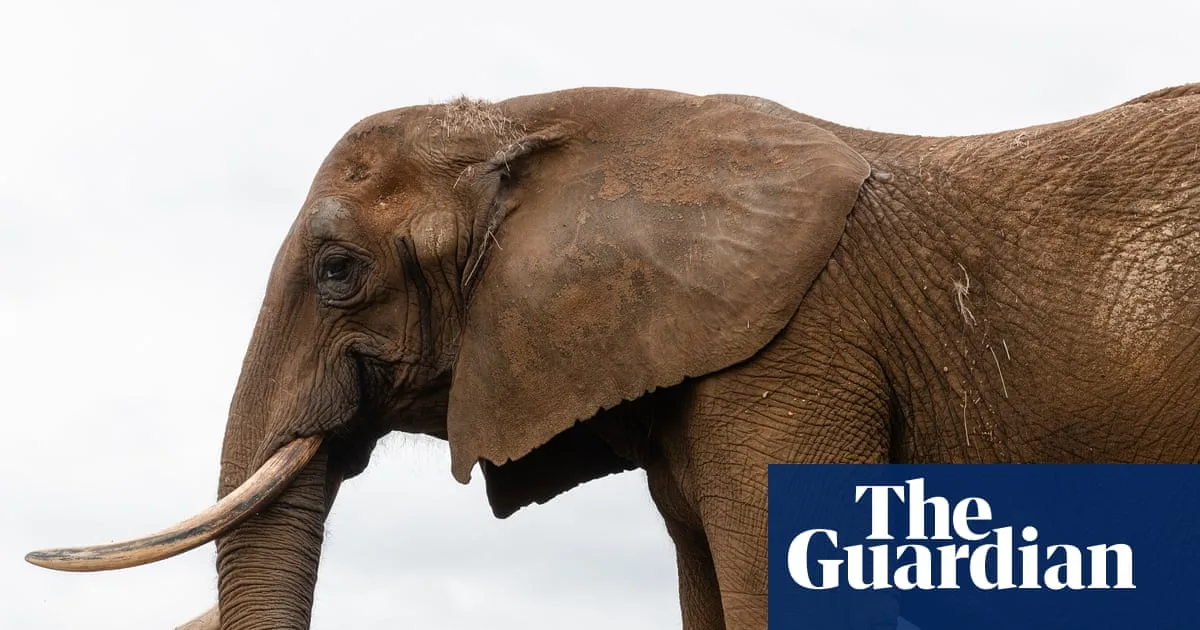 Europe's First Elephant Sanctuary Opens in Portugal