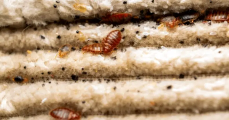 Europe's Most Bed Bug Infested City Named: It's Not Paris