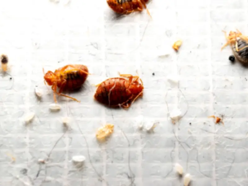 Europe's Most Bed Bug-Infested City Revealed: A Top Brit Destination