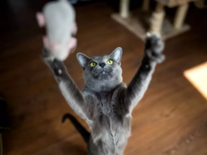 Evening Habit Could Help Cats Live Longer, Experts Say