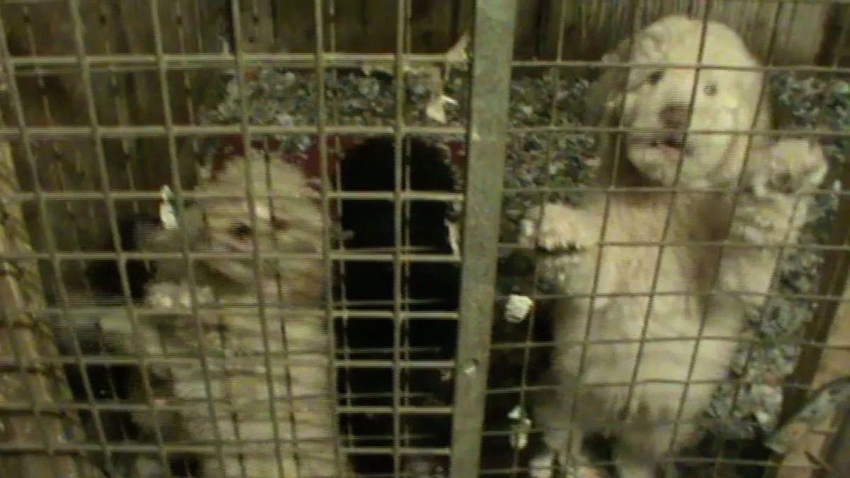 Puppy Farm Gang Spared Jail Despite £500,000 Cruel Trade