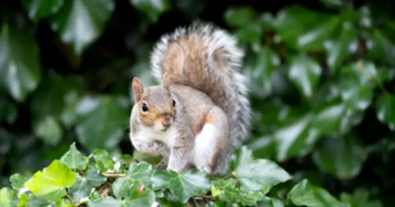 Ex-Royal Gardener Reveals Simple Kitchen Item to Keep Gardens Pest-Free