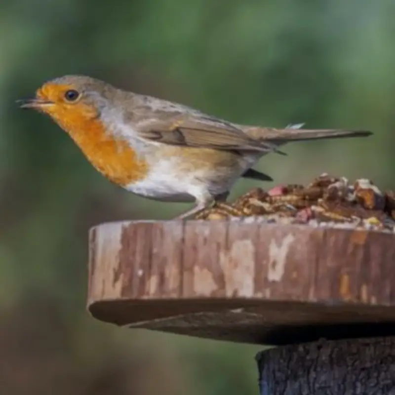 Expert Tips to Make Robins Feel Safe in Your Garden