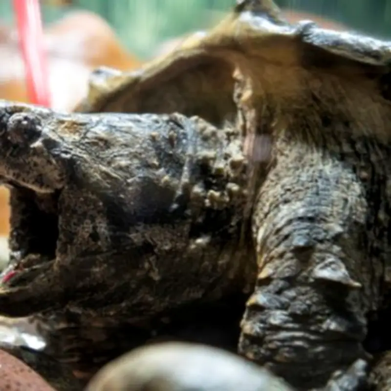 Extremely Dangerous Snapping Turtle Sparks Panic at UK Beauty Spot