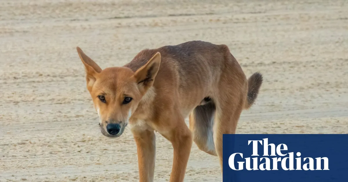 Family and Indigenous Group Oppose Dingo Cull on K'gari