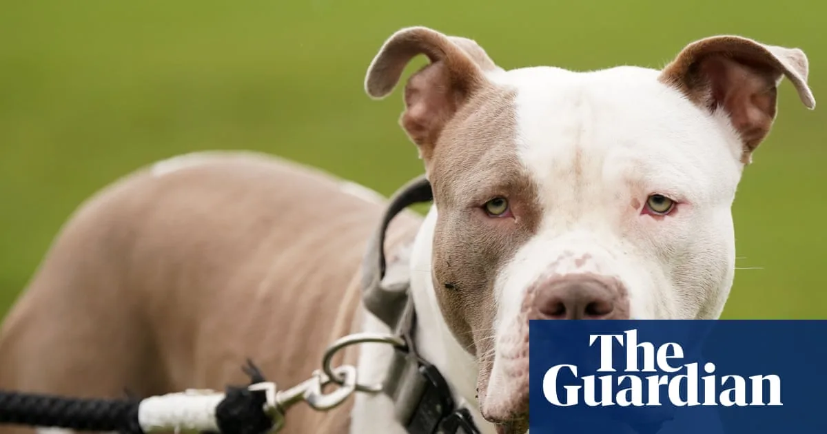 New Law Bans Leaving Children Under 12 Alone with XL Bully Dogs