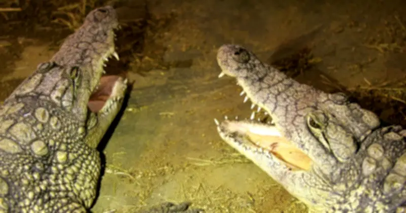 Family Distraught After Boy Thrown into Crocodile Enclosure at UK Zoo