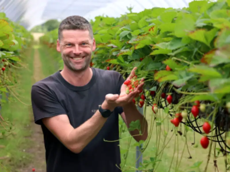 Family-run strawberry field sells out like Glastonbury tickets
