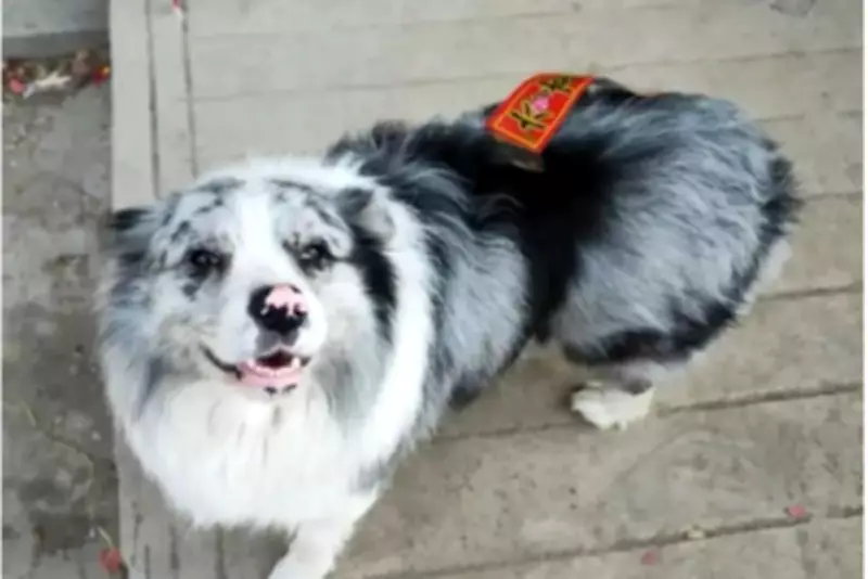 Famous Border Collie with 1.5M Followers Stolen, Eaten After Sold to Restaurant