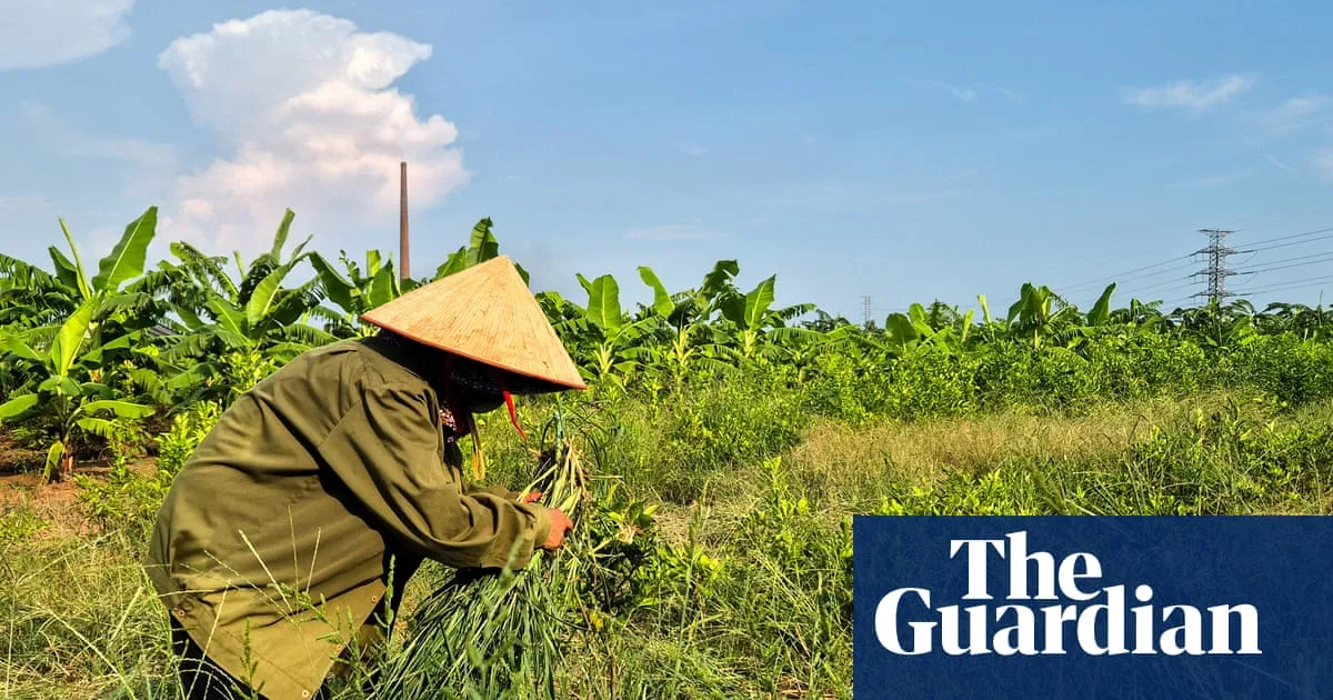 Farmers in Vietnam Offered Rice and Cash for Trump Golf Course Land