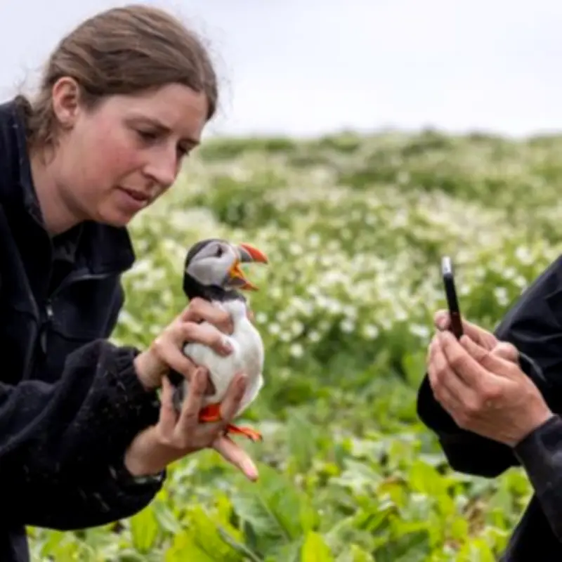Farne Islands 2026 Puffin Census Underway: Rangers Begin Vital Count