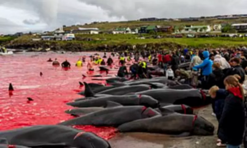Faroe Islands' Annual Pilot Whale Slaughter Stirs Outrage