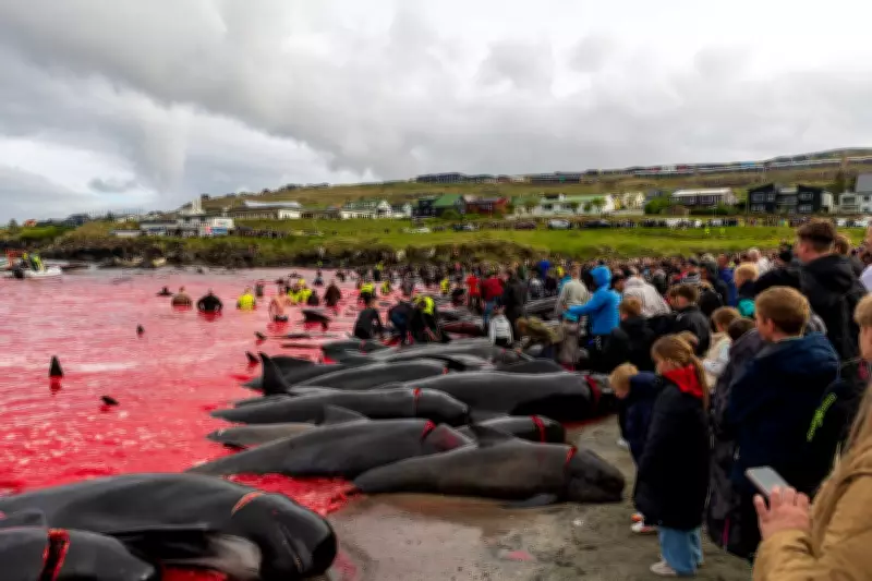 Faroe Islands Whale Cull: 706 Killed as Sea Turns Blood Red