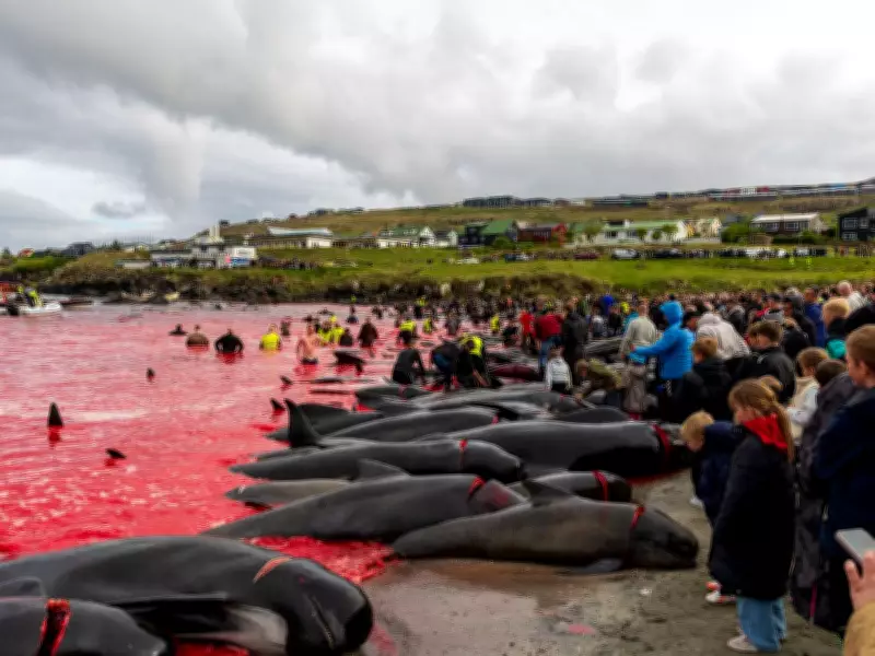 Faroe Islands Whale Hunt: Sea Turns Red as Hundreds Slaughtered