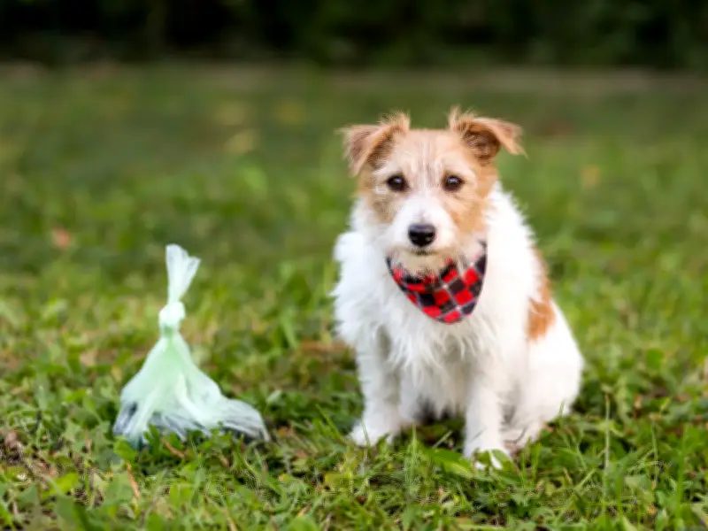 Fed-up homeowner seeks solution to neighbour's dog poo problem