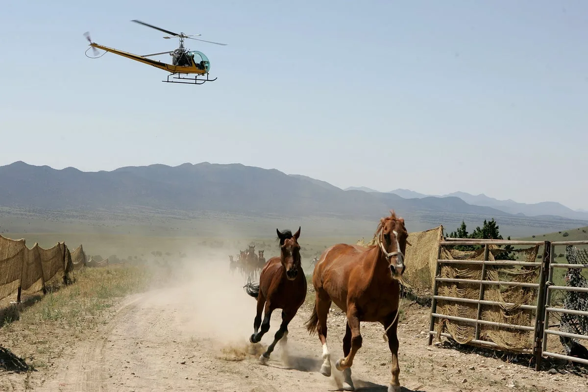 Federal Helicopter Roundups of 14,000 Wild Horses Draw Protests