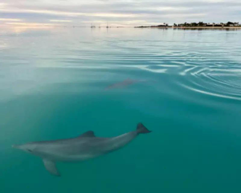 Female Dolphins Avoid Aggressive Males Using Memory of Their Calls