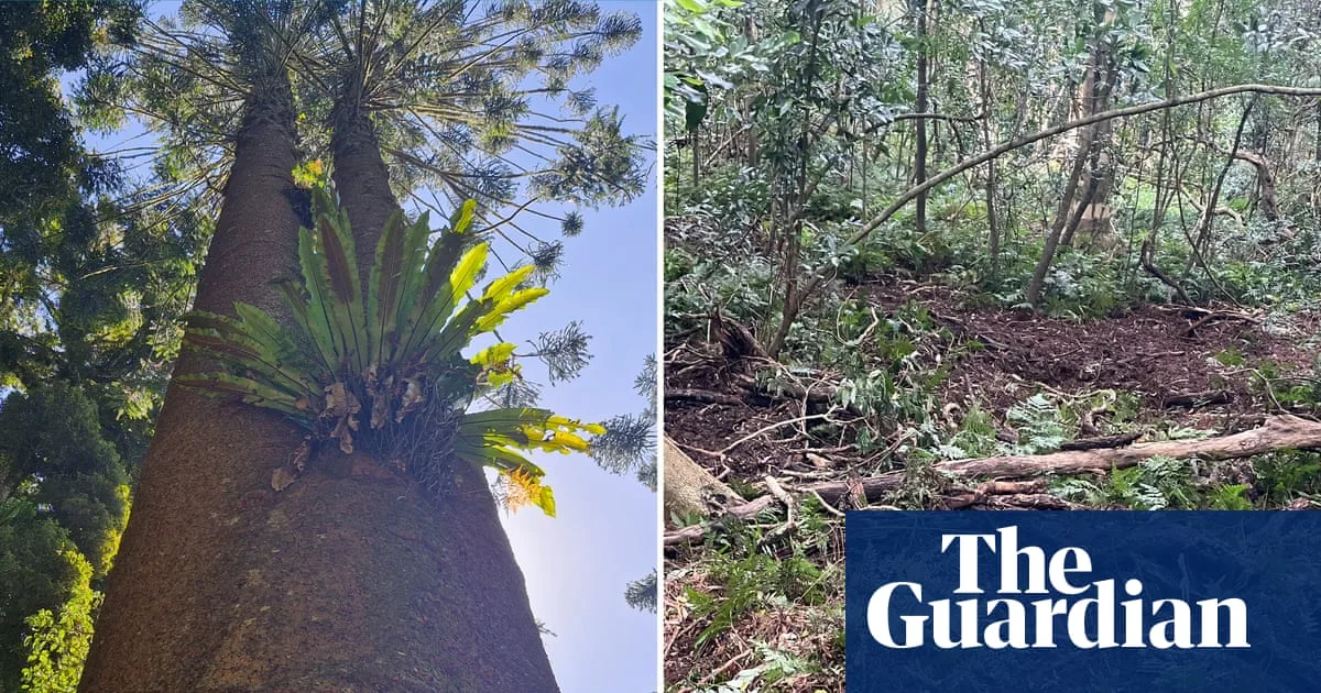 Feral Pigs Worsen Dieback Disease Threat to Ancient Bunya Pines in Queensland