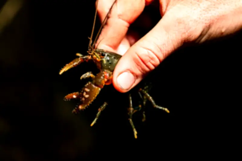 Fight to Save Australia's Endangered Spiny Crayfish from Climate Crisis