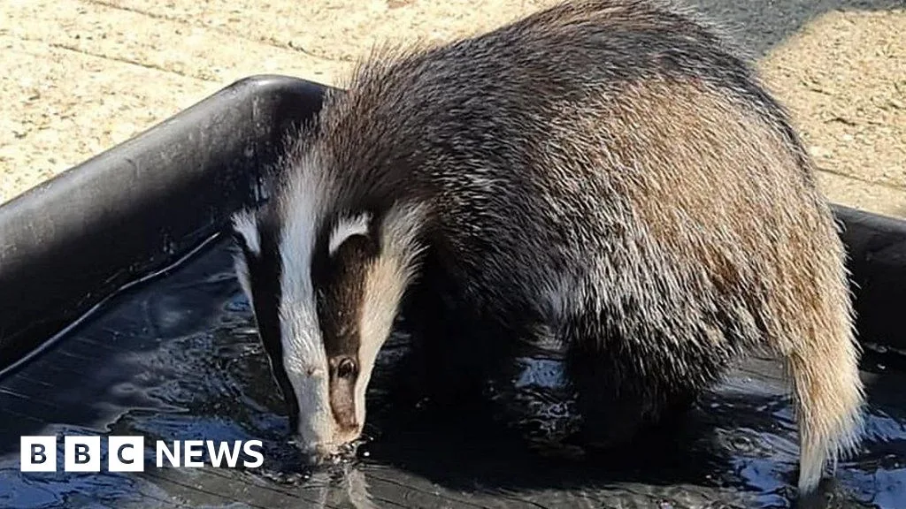 Rescued Essex Badgers Moved to New Outdoor Pen After Shed Shortage Delay
