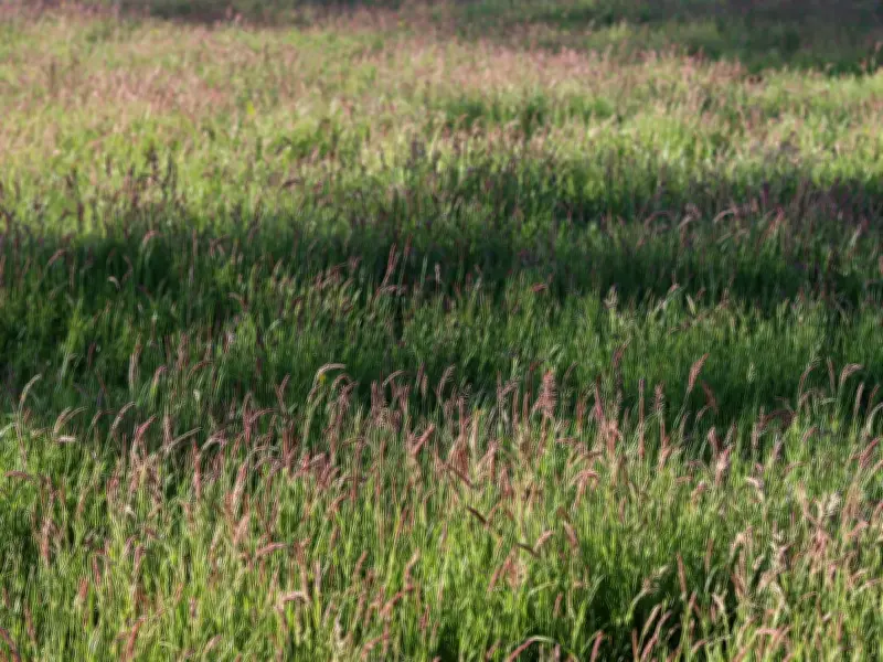 Find the Hidden Toad in This Grass Brainteaser in 10 Seconds