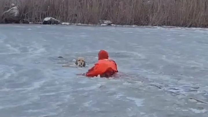 Firefighter crawls across frozen pond to rescue dog in Rhode Island