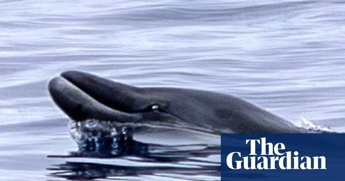 First Ever Sighting Of Elusive Ginkgo Toothed Whale