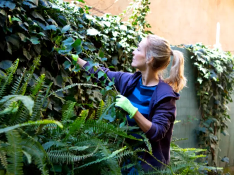Five Invasive UK Garden Plants That Could Damage Your Home