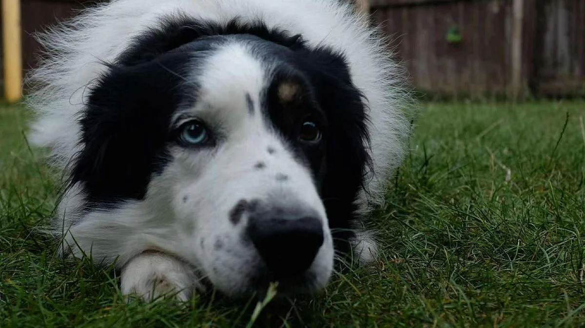 Dog Owners Urged to Follow Five-Second Rule During May Heatwave