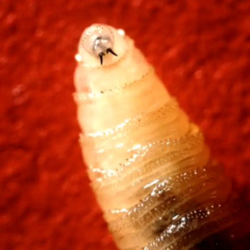 Flesh-Eating New World Screwworm Spreads to Second US State