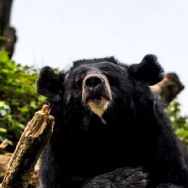 Florida Man, 89, Killed by Rabid Black Bear in Horrific Attack