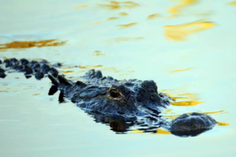 Florida Man Sues Airboat Firm After Alligator Bites His Face